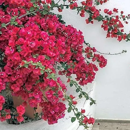 Depis Place & Hotel Naxos City